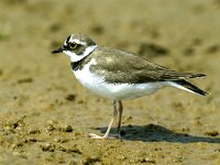 Charadrius dubius 13, Kleine plevier, Saxifraga-Piet Munsterman
