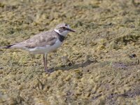Charadrius dubius 16, Kleine plevier, Saxifraga-Mark Zekhuis