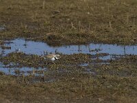 Charadrius dubius 19, Kleine plevier, Saxifraga-Jan Nijendijk