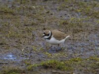 Charadrius dubius 29, Kleine plevier, Saxifraga-Jan Nijendijk