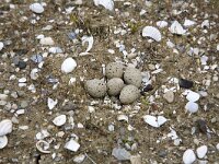 Nest van Kleine plevier met 5 eieren  Nest with 5 eggs of the Little Plover (Charadrius dubius), Alblasserdam, South-Holland, Netherlands : Charadrius dubius, Dutch, Europe European, Holland, Little plover, Netherlands, bird avifauna, breed breeding, color, colour, horizontal, nature natural, nest nesting, wader