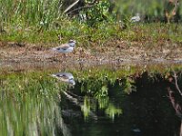 Charadrius dubius 55, Kleine plevier, Saxifraga-Hans Dekker