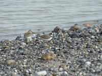 Charadrius dubius 73, Kleine plevier, Saxifraga-Willem van Kruijsbergen