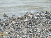 Charadrius dubius 74, Kleine plevier, Saxifraga-Willem van Kruijsbergen