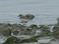 Charadrius dubius 75, Kleine plevier, Saxifraga-Willem van Kruijsbergen