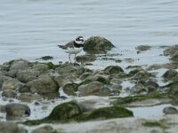 Charadrius dubius 78, Kleine plevier, Saxifraga-Willem van Kruijsbergen