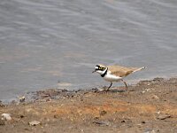 Charadrius dubius 79, Kleine plevier, Saxifraga-Tom Heijnen