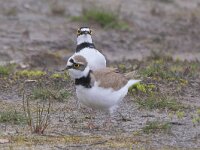 Charadrius dubius 81, Kleine plevier, Saxifraga-Tom Heijnen