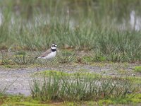Charadrius dubius 85, Kleine plevier, Saxifraga-Tom Heijnen