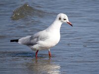 Chroicocephalus ridibundus 106, Kokmeeuw, Saxifraga-Bart Vastenhouw
