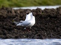 Chroicocephalus ridibundus 108, Kokmeeuw, Saxifraga-Bart Vastenhouw