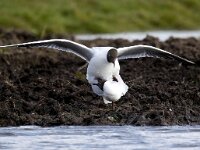 Chroicocephalus ridibundus 116, Kokmeeuw, Saxifraga-Bart Vastenhouw