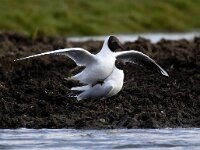 Chroicocephalus ridibundus 120, Kokmeeuw, Saxifraga-Bart Vastenhouw