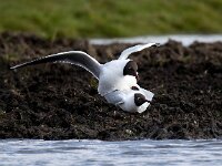 Chroicocephalus ridibundus 121, Kokmeeuw, Saxifraga-Bart Vastenhouw