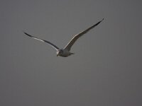 Chroicocephalus ridibundus 122, Kokmeeuw, Saxifraga-Jan Nijendijk