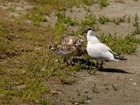 Chroicocephalus ridibundus 30, Kokmeeuw, Saxifraga-Piet Munsterman