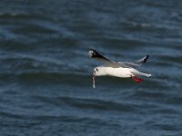 Chroicocephalus ridibundus 35, Kokmeeuw, Saxifraga-Rik Kruit