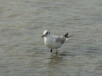 Chroicocephalus ridibundus 45, Kokmeeuw, Saxifraga-Willem van Kruijsbergen