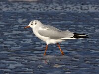 Chroicocephalus ridibundus 51, Kokmeeuw, Saxifraga-Bart Vastenhouw