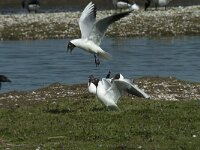 Chroicocephalus ridibundus 57, Kokmeeuw, Saxifraga-Willem van Kruijsbergen