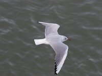 Chroicocephalus ridibundus 6, Kokmeeuw, Saxifraga-Willem Jan Hoeffnagel