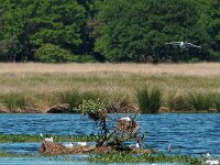 Chroicocephalus ridibundus 66, Kokmeeuw, Saxifraga-Hans Dekker