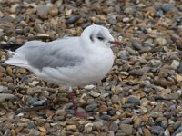 Chroicocephalus ridibundus 67, Kokmeeuw, Saxifraga-Willem van Kruijsbergen
