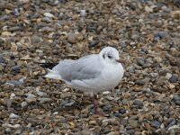 Chroicocephalus ridibundus 69, Kokmeeuw, Saxifraga-Willem van Kruijsbergen