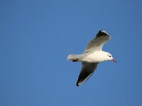 Chroicocephalus ridibundus 76, Kokmeeuw, Saxifraga-Peter Meininger
