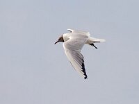 Chroicocephalus ridibundus 80, Kokmeeuw, Saxifraga-BartVastenhouw