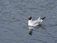 Chroicocephalus ridibundus 89, Kokmeeuw, Saxifraga-Willem van Kruijsbergen