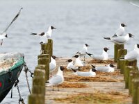 Chroicocephalus ridibundus 96, Kokmeeuw, Saxifraga-Tom Heijnen