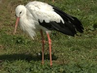 Ciconia ciconia, White Stork