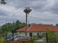 Ciconia ciconia 108, Ooievaar, Saxifraga-Harry Jans  stork nest : Animals