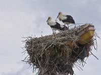Ciconia ciconia 109, Ooievaar, Saxifraga-Harry Jans  stork nest : Animals