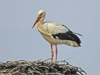 Ooievaar 02 #46545 : Ooievaar, Ciconia ciconia, White Stork