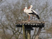 Ooievaar #46652 : Ooievaar, Ciconia ciconia, White Stork