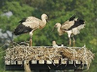 Ooievaar #16590 : Ooievaar, Ciconia ciconia, White Stork