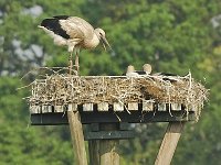 Ooievaar #16582 : Ooievaar, Ciconia ciconia, White Stork