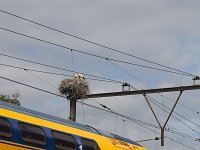 Nest of White stork (Ciconia ciconia) on pole of railway  Nest of White stork (Ciconia ciconia) on pole of railway : nest, white stork, stork, storks, railway, pole, portal, 2, two, pair, couple, summer, summertime, reproduction, outside, outdoors, nobody, no people, tree, trees, nature, natural, bird, birds, wild animal, wild bird, wildlife, fauna, avifauna, train, yellow, blue