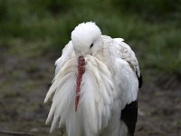White stork Ciconia ciconia) resting  White stork Ciconia ciconia) resting