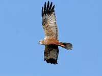 Circus aeruginosus 11, Bruine kiekendief, male, Saxifraga-Piet Munsterman