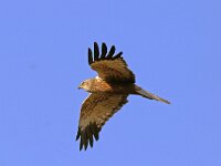 Circus aeruginosus 12, Bruine kiekendief, male, Saxifraga-Piet Munsterman