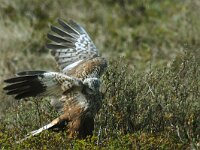 Circus aeruginosus 14, Bruine kiekendief, male, Saxifraga-Piet Munsterman