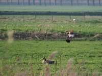 Circus aeruginosus 22, Bruine kiekendief, Saxifraga-Hans Dekker