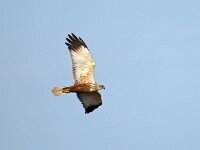 Circus aeruginosus 24, Bruine kiekendief, Saxifraga-Hans Dekker