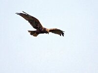 Circus aeruginosus 25, Bruine kiekendief, Saxifraga-Hans Dekker