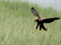 Circus aeruginosus 4, Bruine kiekendief, Saxifraga-Piet Munsterman
