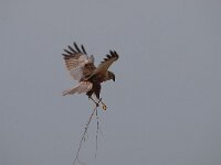 Circus aeruginosus 43, Bruine kiekendief, Saxifraga-Luuk Vermeer