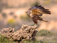 Marsh harrier male  Marsh harrier (Circus aeruginosus) male juvenile raptor on log in Spanish Pyrenees, Vilagrassa, Catalonia, Spain. April. : accipitral, accipitridae, accipitrine, adult, aeruginosus, animal, aves, beautiful, bird, birds, birdwatching, buzzard, catalonia, circus, close, falconiformes, fly, grass, green, habitat, harrier, hawk, hawkish, hunter, israel, log, male, marsh, nature, of, outdoors, park, perched, perching, poland, predator, prey, raptor, spain, spring, up, vilagrassa, vulturine, western, wild, wildlife, wings, young